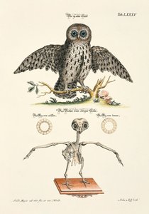 Grey Owl and its Skeleton