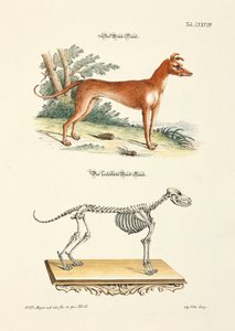 Greyhound and its Skeleton