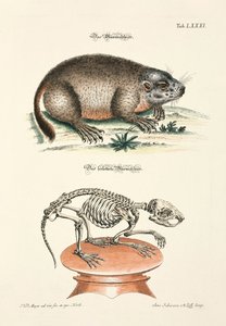 Marmot and its Skeleton