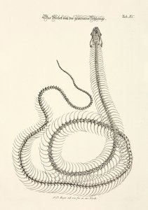 Skeleton of the Common Snake