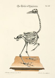 Skeleton of the Eurasian Bittern