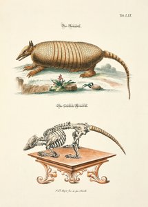 The Armadillo and its Skeleton
