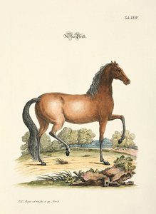 The Horse by Johann Daniel Meyer