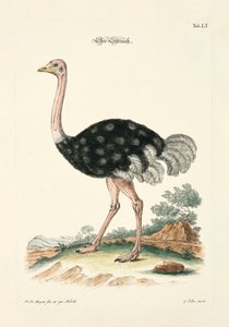The Ostrich