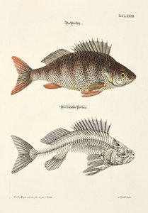 The Perch and its Skeleton