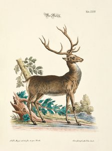 The Red Deer