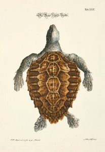 The Sea Turtle