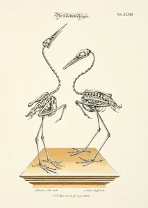 The Skeletonized Herons