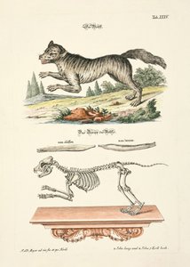 The Wolf by Johann Daniel Meyer