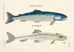 The Blue Trout and its Skeleton