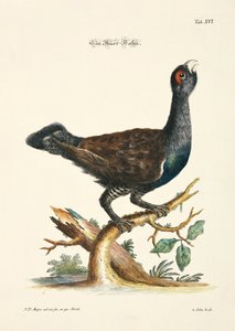 Western Capercaillie