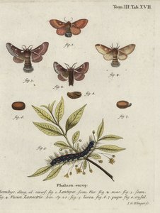 Eastern Eggar and Small Eggar Moths by Johann Georg Klinger