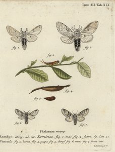 Lesser puss moth, Cerura erminea by Johann Georg Klinger