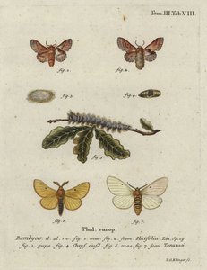 Small Lappet and Autumn Silkworm Moth by Johann Georg Klinger