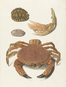 A Crab, a Crab Claw, and Two Turtle Shells by Johann Gustav Hoch
