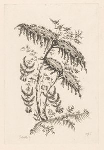 Leaves with Horn Shapes (Baroque Flowers)