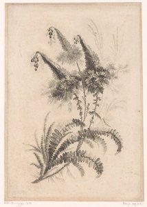 Pointed Flowers from Recueil De Nouvelles Fleurs De Goût; Pour la Manufacture des Etoffes de Perse