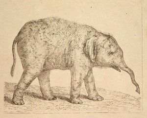 Elephant by Johann Heinrich Wilhelm Tischbein