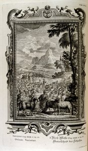 Biblical Varieties of Sheep by Johann Jakob Scheuchzer