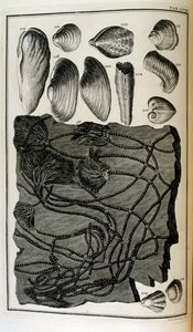 Fossilised bones represented animals destroyed by the great Biblical flood by Johann Jakob Scheuchzer