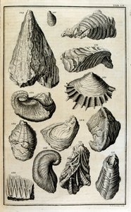 Fossilised Remains of Shells Represented Animals Destroyed by the Great Biblical Flood by Johann Jakob Scheuchzer