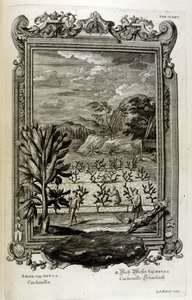 Cultivating Cactus by Johann Jakob Scheuchzer