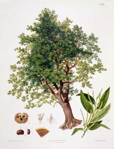 Sweet Chestnut, engraved by A. Haase