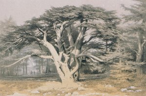 Cedars of Lebanon by Johann Martin Bernatz