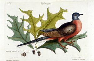 Migratory dove, now extinct. Zoo, Seligman 1749 by Johann Michael Seligmann