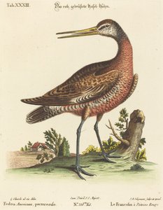 Fedoa Americana, Red-breasted