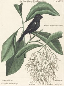 The Little Black Bullfinch