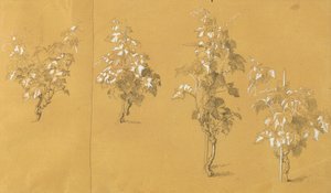 Vine, Study for 