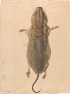A Field Mouse, from Above by Johann Rudolph Schellenberg