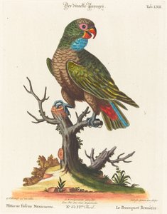 Parrot