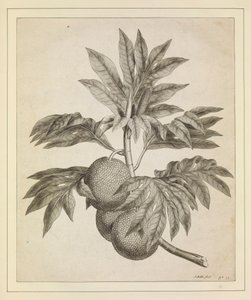 A branch of the bread fruit tree by Johann Sebastien Muller