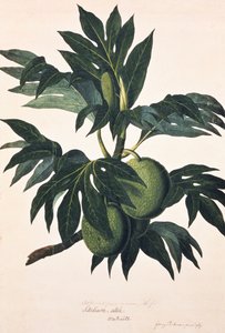 A Branch of the Bread Fruit Tree with Fruit, c.1773 by Johann Sebastien Muller