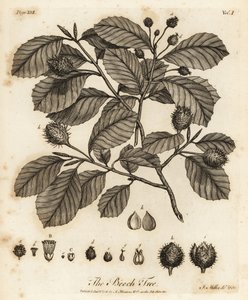 European Beech or Common Beech, Fagus Sylvatica by Johann Sebastien Muller