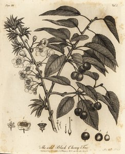 Sour cherry, tart cherry or dwarf cherry, Prunus cerasus by Johann Sebastien Muller