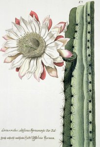 Cereus Erectus Altissimus Syrinamensis from Phythanthoza Iconographica Published in Germany, 1737-45 by Johann Wilhelm Weinman