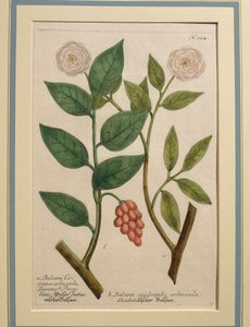 Balsami Occidentalis Arbuscula by Johann Wilhelm Weinmann