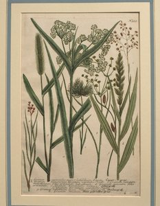 Bermuda Grass (Cynodon dactylon), coloured engraving
