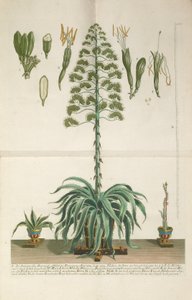 Engraved and Mezzotint Plate of Aloe Americana Folio Mucronato