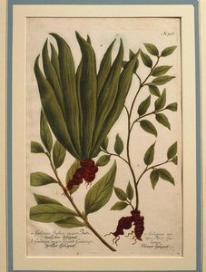 Greater Galangal (coloured engraving)
