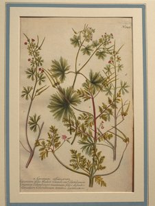 Herb Robert (Geranium robertianum), coloured engraving by Johann Wilhelm Weinmann
