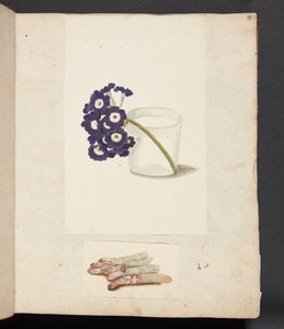 Study of Flower in Glass with Water and White Asparagus