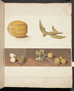 Study of Fruit and Vegetables by Johanna Fosie