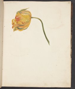 Study of Yellow Tulip by Johanna Fosie