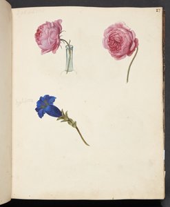 Study of Pink Rose and Blue Flower by Johanna Fosie
