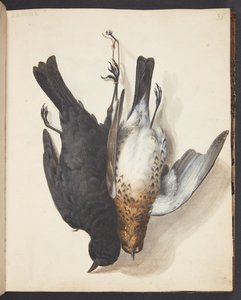 Study of Two Dead Blackbirds, Male and Female, Hung on a Hook by Johanna Fosie