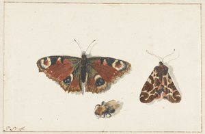 Butterfly, Moth and Bumblebee by Johannes Bronkhorst